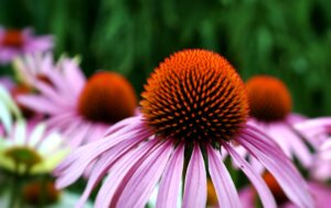 echinacea