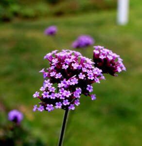 verbena